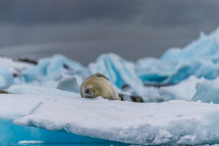 Close-up of a crabeater seal -Lobodon carcinophaga- resting on a small iceberg near the fish islands on the Antarctic peninsulaの写真素材