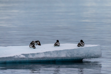 Close-up of four Cape Petrels - Daption capense- resting on an iceberg near Danco Island, on the...