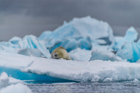 Close-up of a crabeater seal -Lobodon carcinophaga- resting on a small iceberg near the fish islands on the Antarctic peninsulaの写真素材