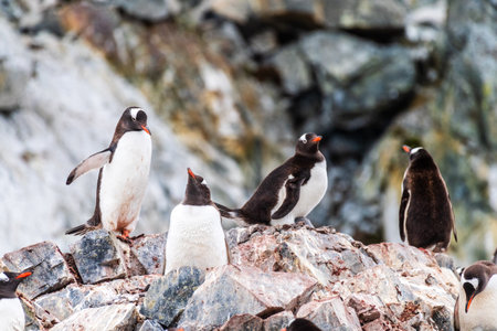 Close-up of a Gentoo Penguin sitting on its nest at Cuverville Island, on the Antarctic Peninsula