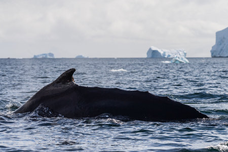 Close-up of the back and dorsal fin of a diving humpback whale -Megaptera novaeangliae. Image taken in the Graham passage, near Charlotte Bay, Antarctic Peninsulaの写真素材