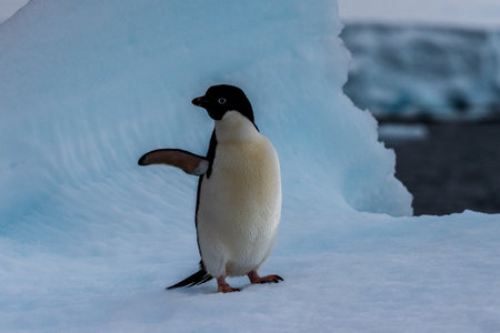 Close-up of an Adelie Penguin - Pygoscelis adeliae- standing on an iceberg, near the fish islands, on the Antarctic Peninsulaの写真素材