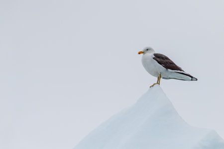 Telephoto of a kelp gull - Larus dominicanus- sitting atop an iceberg. Antarctic peninsula near near cuverville island.の写真素材