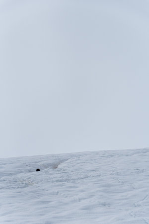 Close-up of a Gentoo Penguin -Pygoscelis papua- walking along a penguin highway in a snowy landscape of the colony at Danco island, on the Antarctic Peninsulaの写真素材