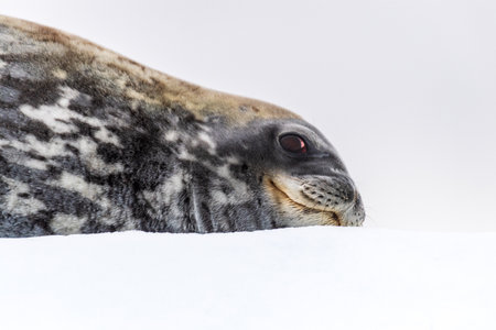 Close-up of a Weddell seal -Leptonychotes weddellii- resting on a small iceberg near Cuverville Island on the Antarctic peninsulaの写真素材