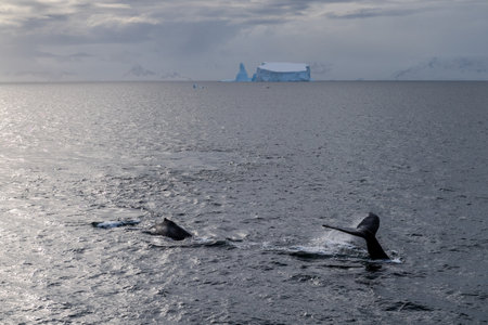 Three humpback whales -Megaptera novaeangliae- glide through the ocean, their massive bodies silhouetted against a towering blue iceberg. The scene captures their graceful movement in the icy waters.の写真素材