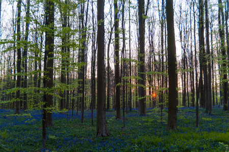 The rising sun illumingating a flowerbed of bluebells in the Hallerbos, on an early spring morning.の写真素材