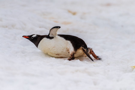 Close-up of a Gentoo Penguin -Pygoscelis papua- laying flay in the snow at Cuverville Island, on the Antarctic Peninsulaの写真素材