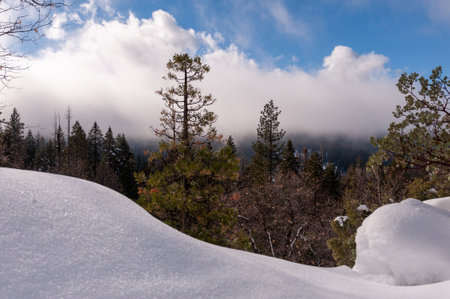 Exterior of the snow-covered hiking trail to Mariposa Grove in Yosemite National Park.の写真素材