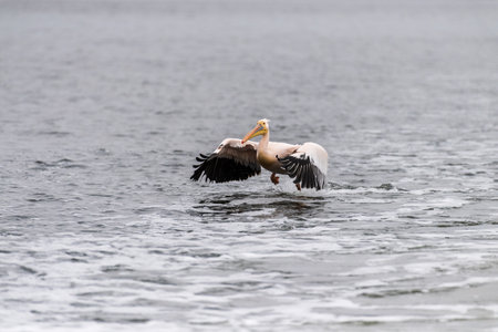 Telephoto shot of a great white pelican -Pelecanus onocrotalus- near Walvis Bay, Namibiaの写真素材