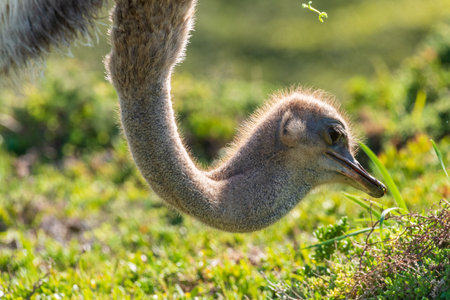 Close-up of an Osterich -Struthio camelus- near Cape of Good Hope, South Africa.の写真素材