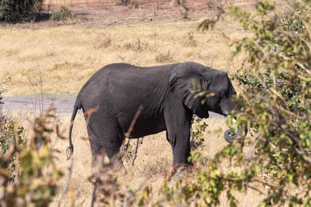 Telephoto shot of a lone african elephant feeding itself in Chobe National Park, Botswana.の写真素材