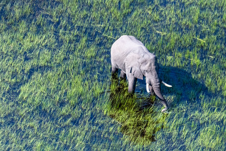 Aerial telephoto shot of an African Elephant wading through the shallow waters of the Okavango Delta in Botswana.の写真素材