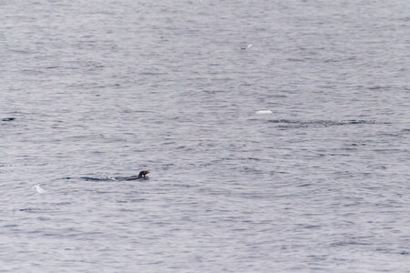 Telephoto of Adelie Penguins - Pygoscelis adeliae- jumping in and out of the Water near Prospect point, along the Antarctic Peninsulaの写真素材