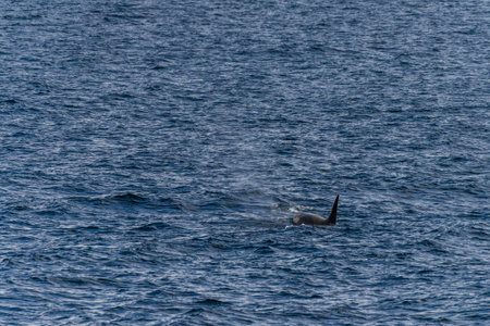 Close-up of a killer whale, Orcinus orca, swimming in the waters of the Antarctic peninsula, near Anvers Island.の写真素材
