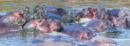 Telephoto of a hippopotamus, Hippopotamus amphibius, floating partially submerged in a hippo pool in the Serengeti National Park, Tanzaniaの写真素材