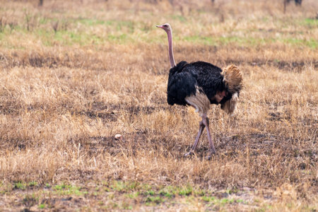 Telephoto of a Male Somali Ostriche - Struthio molybdophanes- in the Serengeti, Tanzaniaの写真素材