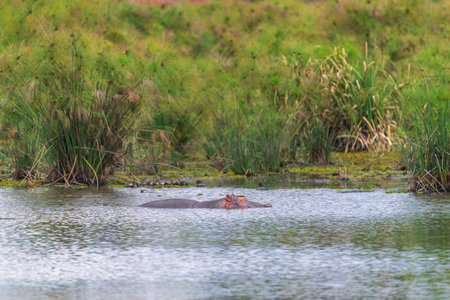 Telephoto of a hippopotamus, Hippopotamus amphibius, partially submerged in Manguo Hippo pool near Thomson falls, Kenyaの写真素材
