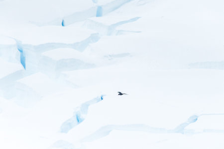 Telephoto of a flying Artic Tern - terna paradisaea- passing in front of a giant glacier front near Graham passage, close to Charlotte bay, on the Antarctic peninsula.の写真素材