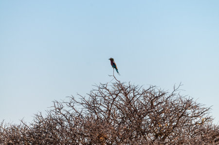 Closeup of a Lilac Breasted Roller - Coracias caudatus- sitting on a tree branch, in Etosha National Park.の写真素材