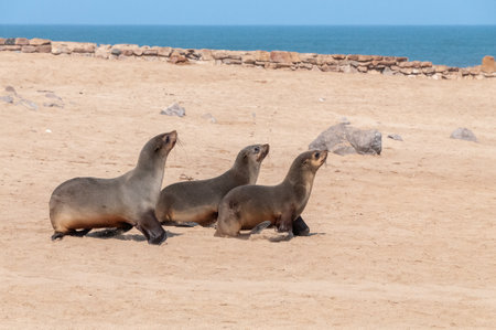 Detail of the seal colony at Cape Cross, off the skeleton coast of Namibia.