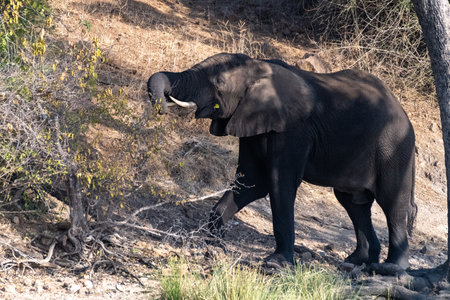 Telephoto shot of an African Elephant -Loxodonta africana- feeding itself on the banks of the Chobe River. Chobe National Park, Botswana.の写真素材