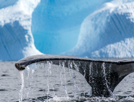 Close-up of the tail of a diving humpback whale -Megaptera novaeangliae. Image taken in the Graham...