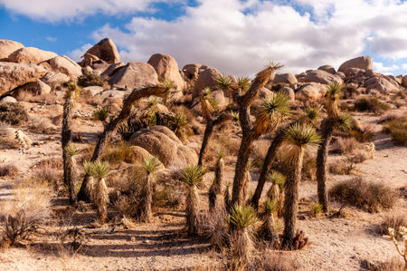 A Joshua Tree National Park landscape shot, taken on a winter afternoon.の写真素材