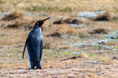 Outdoor scene with a close-up of a King Penguin - Aptenodytes patagonicus- on Tierra de Fuego, in Southern Chile.の写真素材