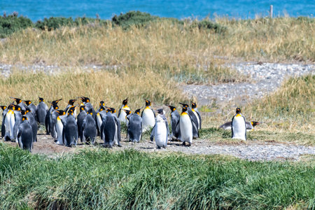 Outdoor scene depicting a King Penguin - Aptenodytes patagonicus- colony on Tierra de Fuego, in Southern Chile.の写真素材