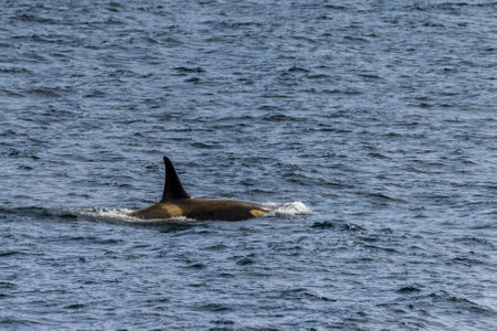 Close-up of a killer whale, Orcinus orca, swimming in the waters of the Antarctic peninsula, near Anvers Island.の写真素材