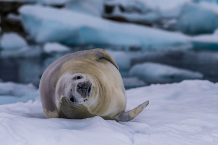 Close-up of a crabeater seal -Lobodon carcinophaga- resting on a small iceberg near the fish islands on the Antarctic peninsulaの写真素材