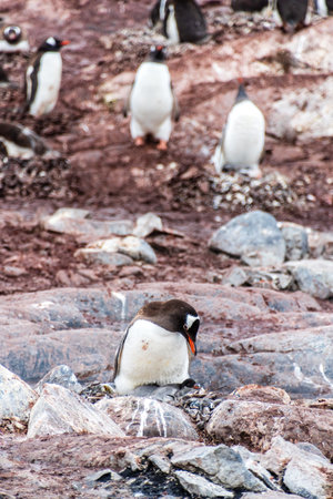 Close-up of a Gentoo Penguin -Pygoscelis papua- sitting on its nest at Cuverville Island, on the Antarctic Peninsulaの写真素材