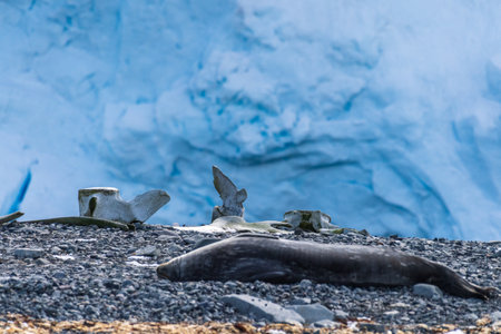 Close-up of a Weddell seal - Leptonychotes weddellii- at Mikkelsen harbour, along the Antarctic peninsulaの写真素材