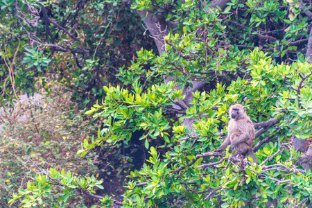 Close-up of an Olive Baboon -Papio Anubis- family sitting on a rock along the shoreline of lake Victoria, Tanzaniaの写真素材