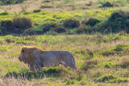 Close encounter with a male lion -Panthera Leo- that is walking across the plains of the Serengeti, Tanzania.の写真素材