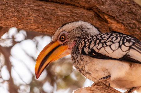 A Southern yellow-billed hornbill -Tockus leucomelas- sitting on a branch of a tree