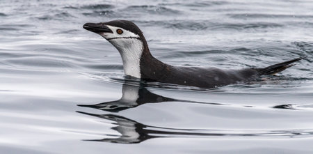 Telephoto of a group of Adelie Penguins - Pygoscelis adeliae- jumping and swimming among the Antarctic sea ice. Antarctic Peninsula.の写真素材