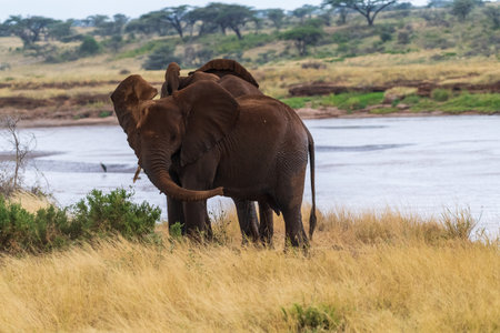 Telephoto of a herd of African Elephant -Loxodonta Africana- emerging from the Ewaso Ngiro river in the Samburu National Reserve, Kenyaの写真素材