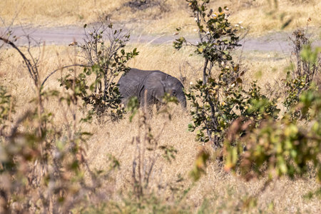 Telephoto shot of a lone african elephant feeding itself.の写真素材