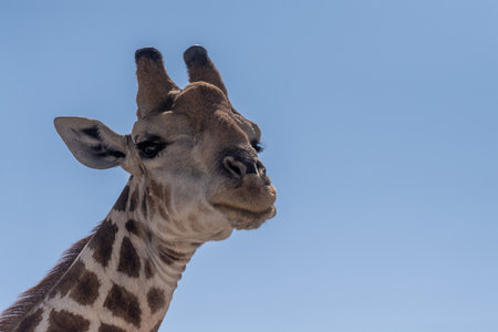 Telephoto shot of an Angolean Giraffe in Etosha National Park, Namibia.の写真素材