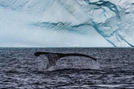 Close-up of the tail of a diving humpback whale -Megaptera novaeangliae. Image taken in the Graham passage, near Charlotte Bay, Antarctic Peninsula.の写真素材