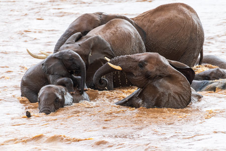 Telephoto of a herd of African Elephant -Loxodonta Africana- bathing in the Ewaso Ngiro river in the Samburu National Reserve, Kenyaの写真素材