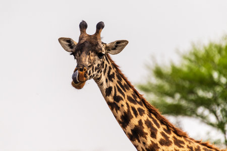 Close-up of Masai Giraffe - Giraffa tippelskirchi- feeding off acacia trees in the Serengeti, Tanzaniaの写真素材
