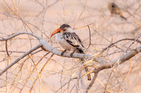 A Southern yellow-billed hornbill -Tockus leucomelas- sitting on a branch of a tree