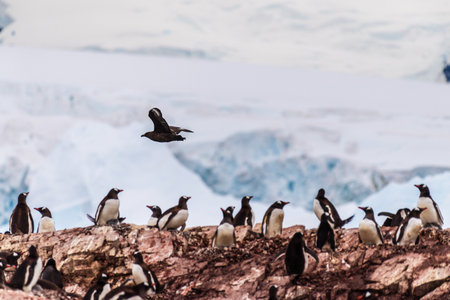 A panoramic view of the Gentoo Penguin -Pygoscelis papua- colony on Cuverville Island, on the Antarctic Peninsulaの写真素材
