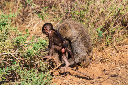Close-up of an Olive Baboon -Papio Anubis- mother carrying her baby across the long grasslands of...