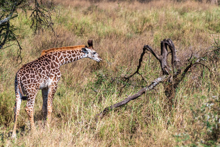 Close-up of a young Masai Giraffe - Giraffa tippelskirchi- feeding from acacia trees in the Serengeti, Tanzaniaの写真素材