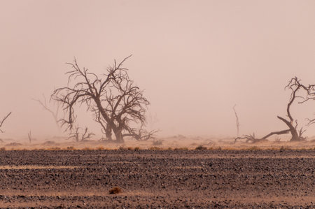 A tree-lined landscape in the Namibia sossusvlei in limited visibility, due to a sandstorm.の写真素材