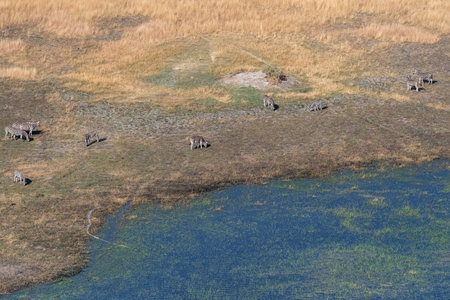Aerial shot of a herd of Zebras grazing in the Okavango delta wetlands in Botswana.の写真素材